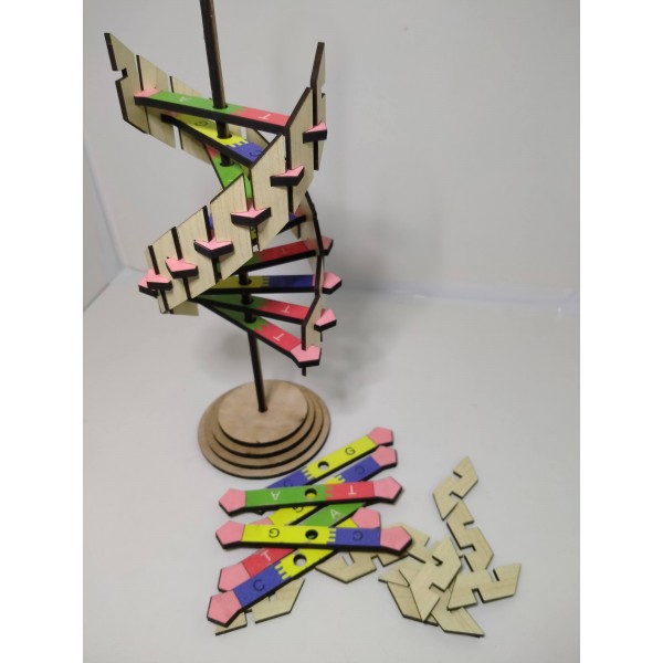 Ahşap DNA Maketi Eğitim Materyali Renkli Baskı 